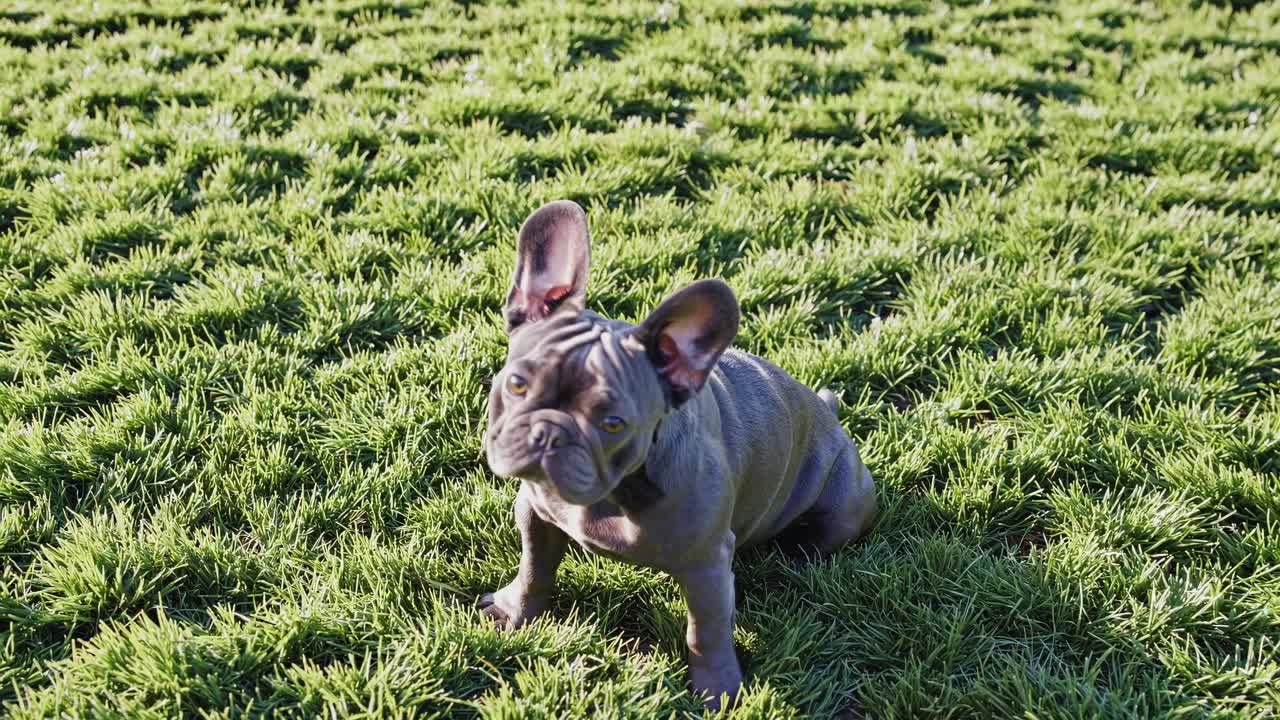 A playful French Bulldog sits on lush grass, captured from a low-angle, showcasing its curious