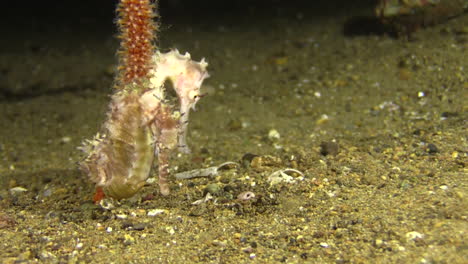 two thorny seahorses clinging side by side to a crinoid coral during night on sandy bottom, one individual white the other mottled brown, medium shot