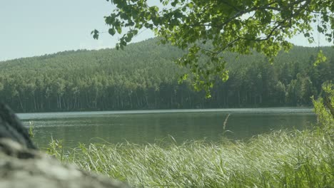 serene lakeside forest scene