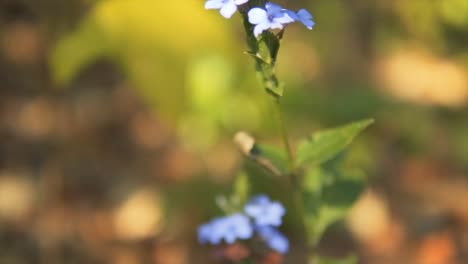 Slow-motion-shot-of-a-beautiful-blue-flowered-plant-with-withered-leaves