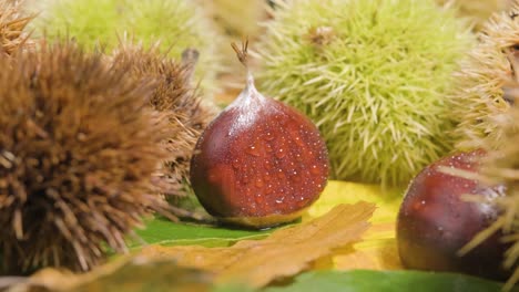 Revelar-Tiro-De-Castañas-De-Otoño-Maduras-E-Inmaduras-Tradicionales