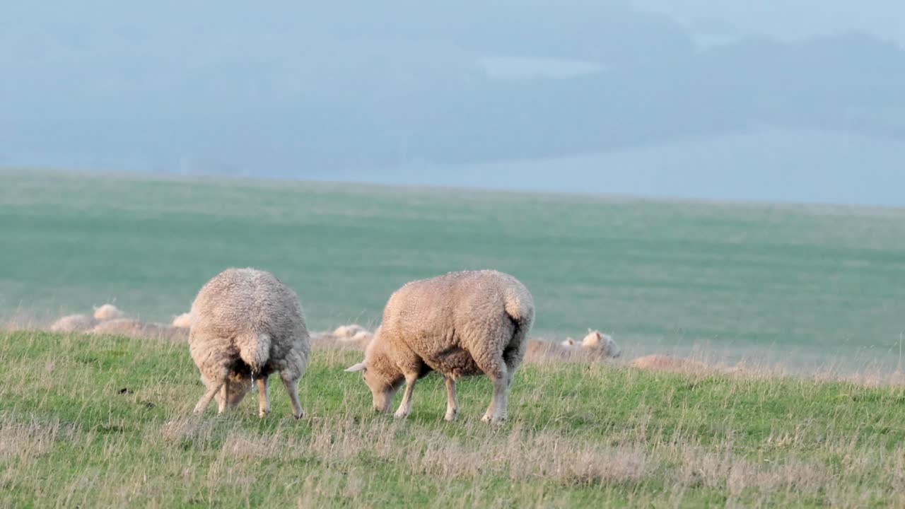 овцы мирно пасутся на травяном поле