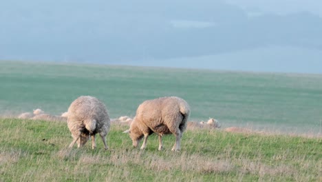 ovejas pastando pacíficamente en un campo de hierba