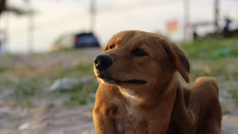 A-tripod-close-up-shot-of-a-homeless-crossbreed-dog-that-is-ichty-and-is-trying-to-scratch-itself