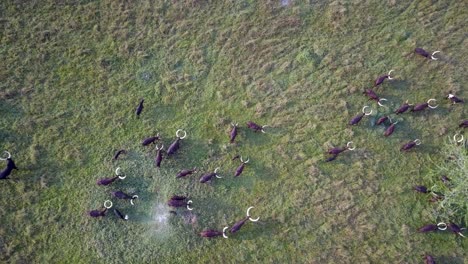 Flight-Over-Ankole-Watusi-Cattle-In-Green-Fields-Of-Uganda---drone-shot