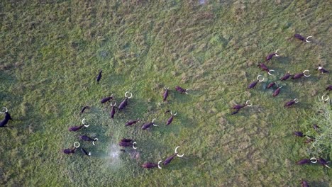 flight over ankole watusi cattle in green fields of uganda - drone shot