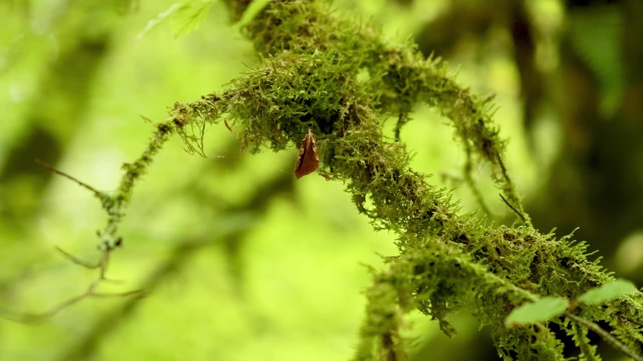 Detailed view of a moss-covered branch against a vibrant green backdrop, highlighting natural textures and colors.