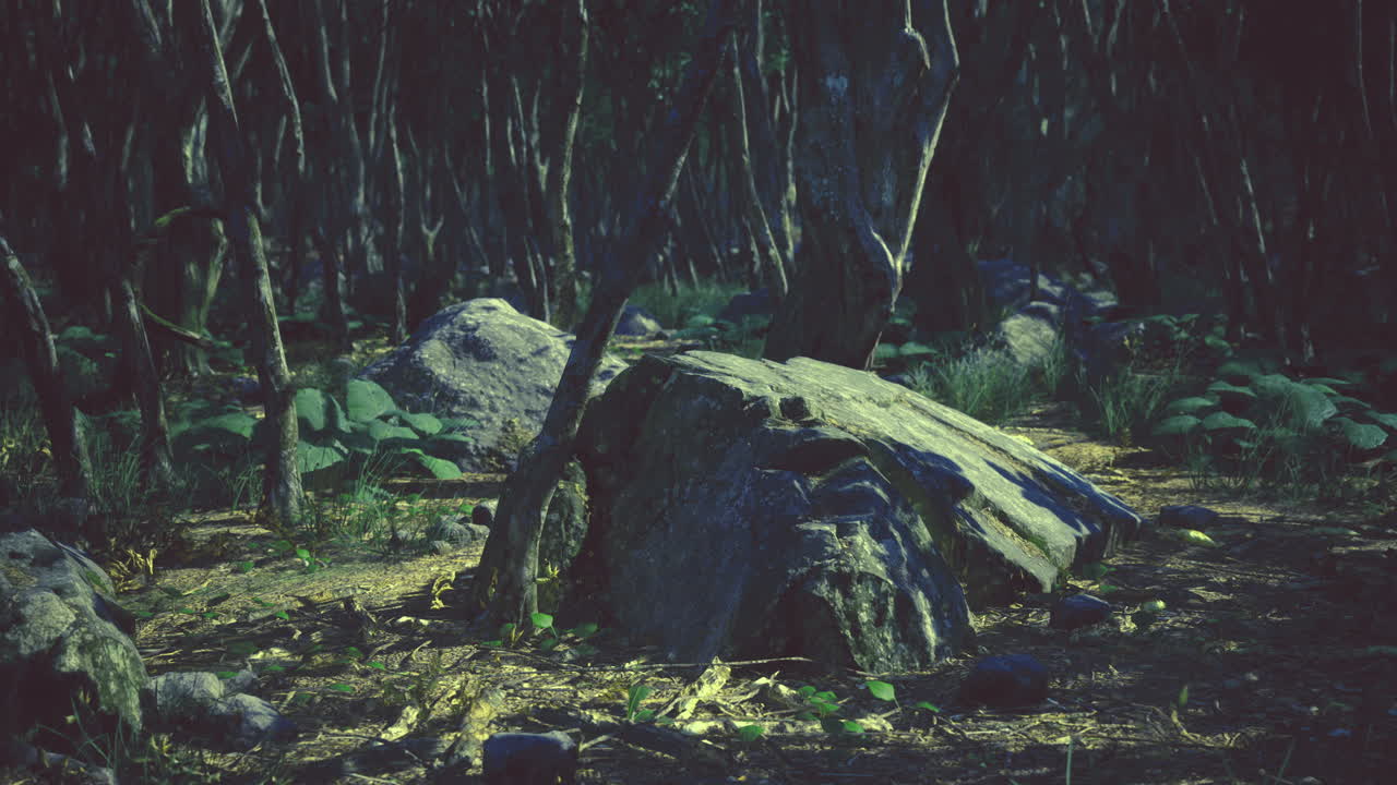 Majestic twilight in an enchanting forest filled with ancient rocks and shadows