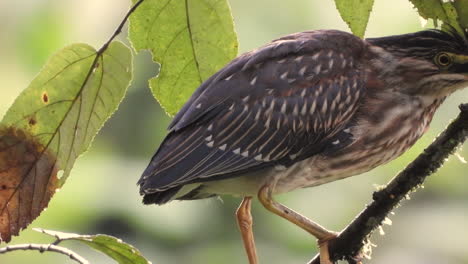 green heron closeup perched on a tree branch during heavy rain