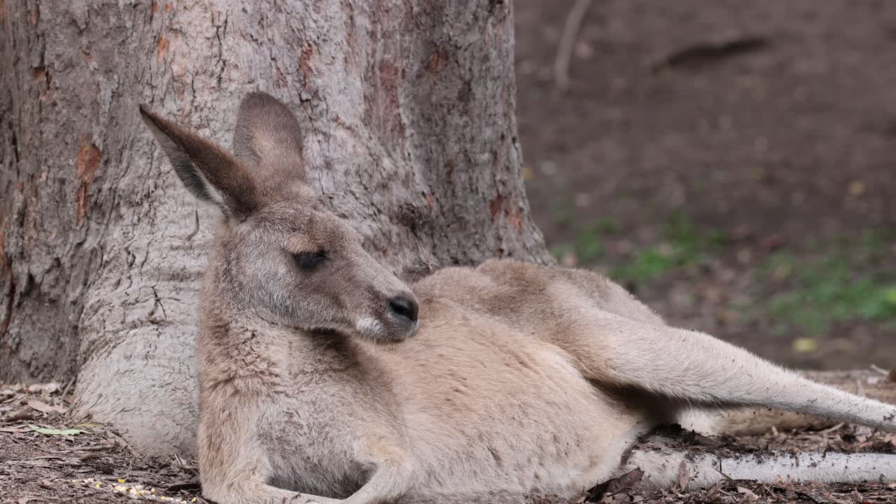un canguro descansa pacíficamente contra un tronco de árbol