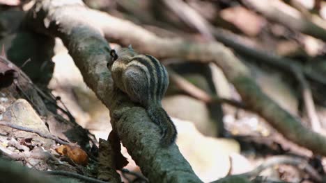 Seen-from-behind-eating-something-and-then-goes-down-the-root-and-returns,-Himalayan-striped-squirrel-mcclellandii,-Thailand