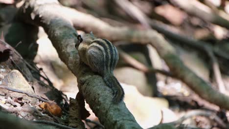 visto por detrás comiendo algo y luego baja por la raíz y regresa, ardilla rayada del himalaya mcclellandii, tailandia