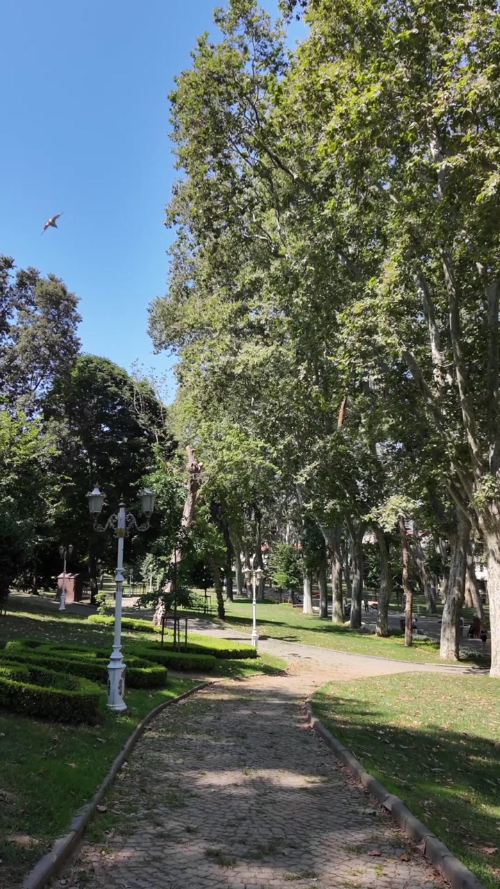 Peaceful Park Path with Tall Trees and Blue Sky