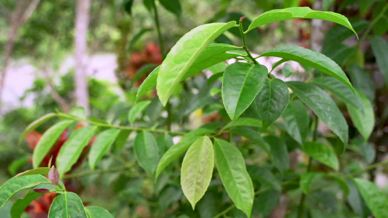 iluminación brillante planta verde guayusa durante el día soleado en la selva tropical salvaje de américa del sur