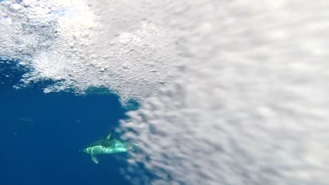 delfines nadando frente al barco