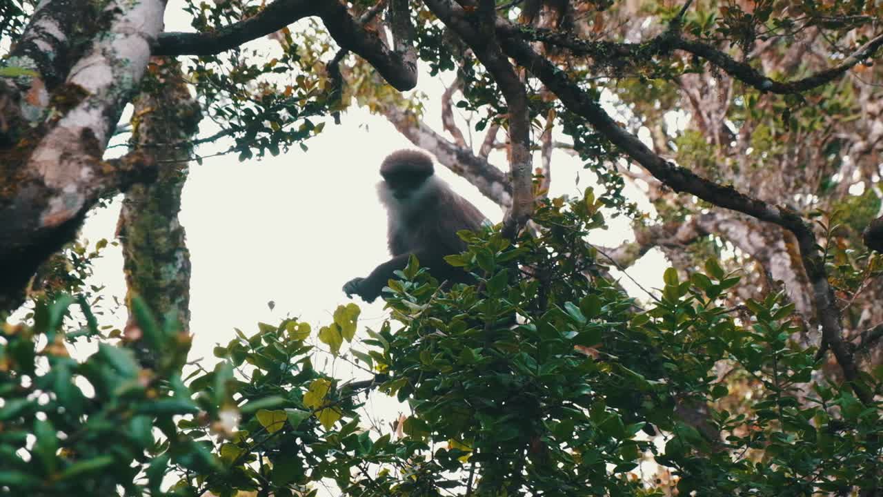 Bear monkey hiding in the trees in Horton's plain