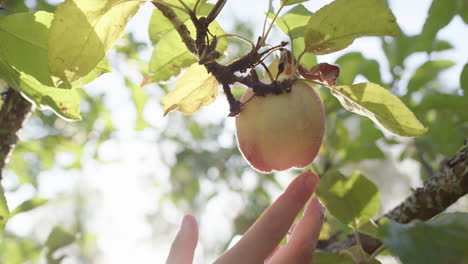 Mano-Caucásica-Agarrando-Deliciosa-Manzana-Dorada-Colgando-De-La-Rama,-Retroiluminada