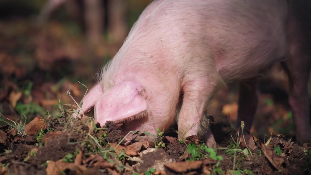 Un cerdo escarbando la tierra en el bosque