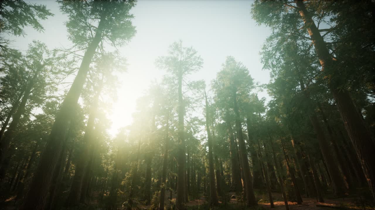 paisaje de puesta de sol brumosa del bosque de secuoya