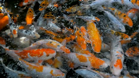 koi fishes carp are swimming in above