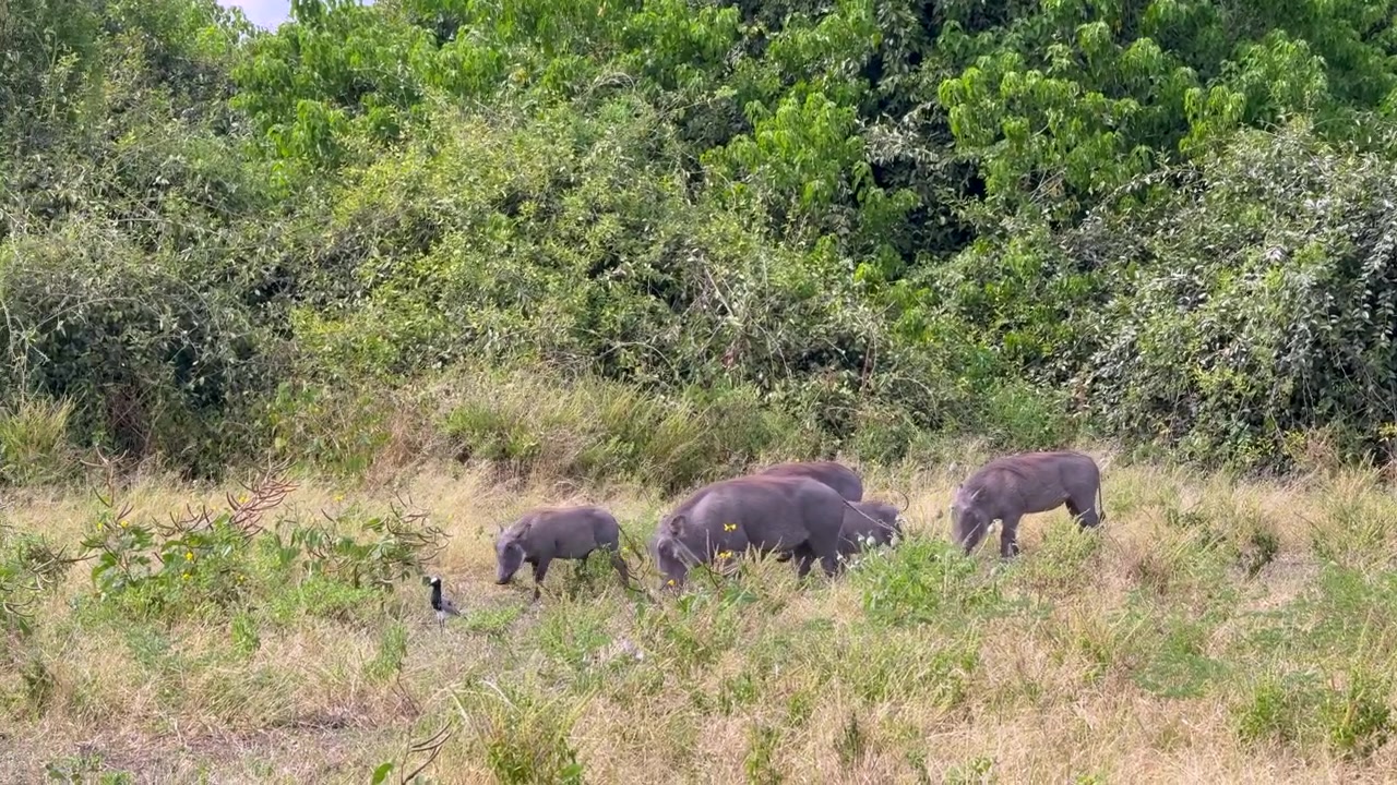Gruppo di facoceri che si nutrono nelle pianure erbose nel Parco Nazionale Chobe, Botswana. Fauna selvatica africana osservata nel suo ambiente naturale