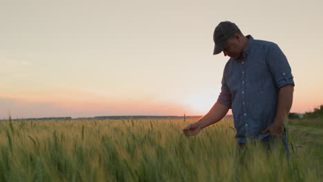 farmer in a field of wheat, touches the ears with his hand. rear view