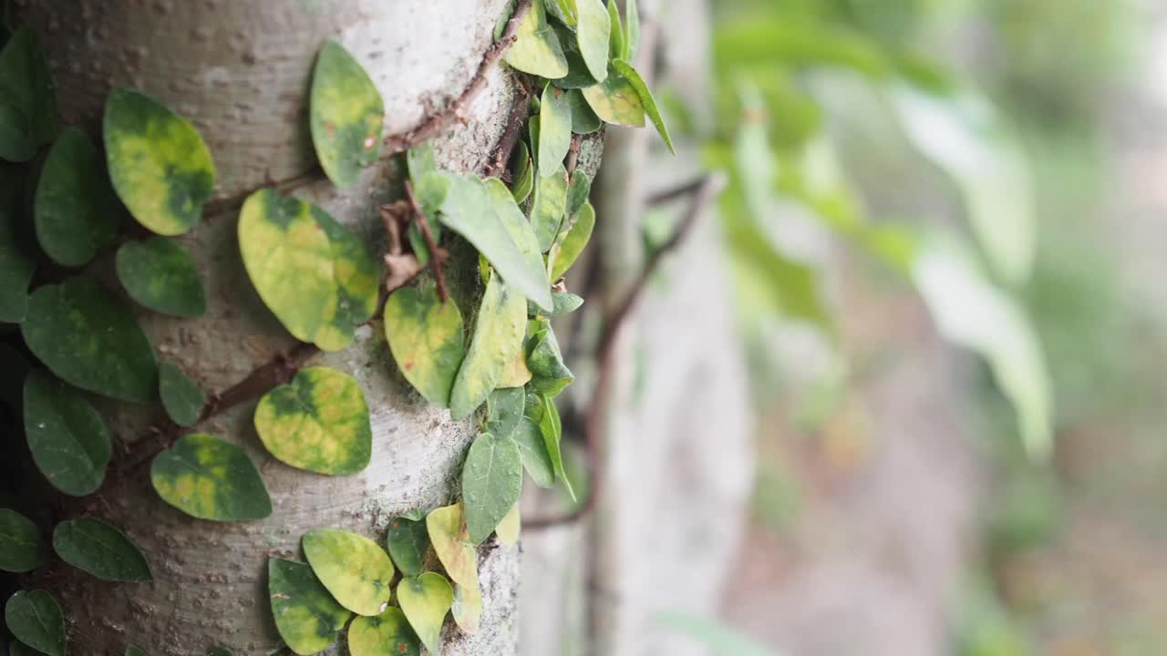 Edera che si arrampica sul tronco di un albero