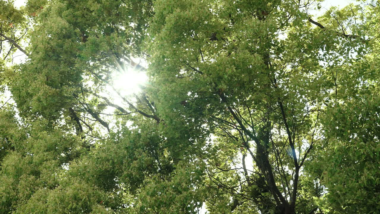 Green leaves glowing with translucent beauty against a soft bokeh background