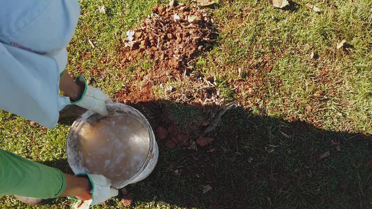 Operai preparano buche per la piantumazione nel terreno rossastro del Cerrado per piantine autoctone durante il ripristino ecologico nel Brasile centro-occidentale, con terreno scavato e copertura erbosa visibili.