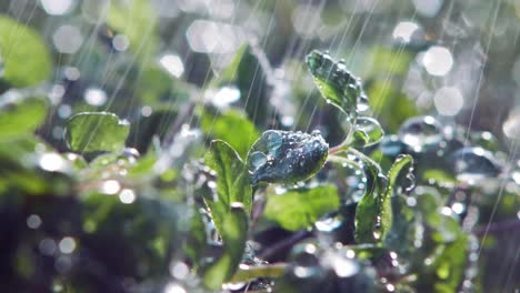 extreme close up of raindrops falling from oregano plant leaves in garden, lit by sun from behind