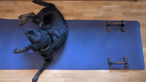 top-down view of a senior black labrador dog laying on a blue yoga mat, initially designated for or its owner's exercise