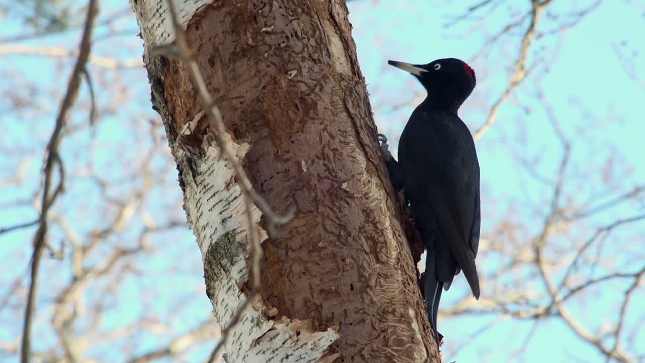 Black Woodpecker pecks beak at bark of Birch tree in boreal forest