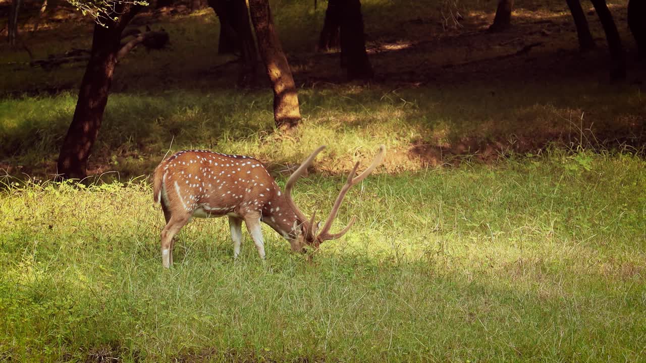 chital o cheetal, también conocido como venado manchado, venado chital y venado de eje, es una especie de venado que es nativa del subcontinente indio. parque nacional de ranthambore sawai madhopur rajasthan india