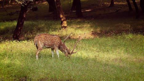 Chital-O-Cheetal,-También-Conocido-Como-Venado-Manchado,-Venado-Chital-Y-Venado-Axis,-Es-Una-Especie-De-Venado-Originaria-Del-Subcontinente-Indio.-Parque-Nacional-Ranthambore-Sawai-Madhopur-Rajastán-India