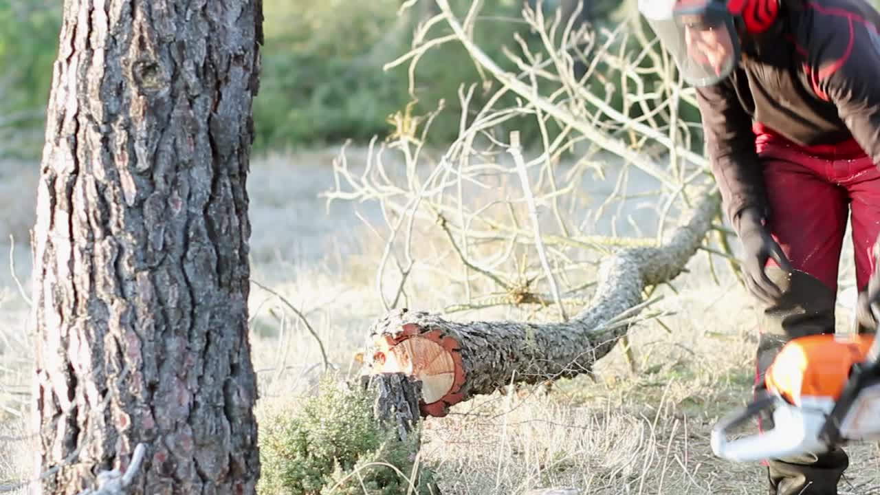 전문 전기톱으로 나무를 자른 후 자신의 손으로 나무를 밀고 있는 강한 여성