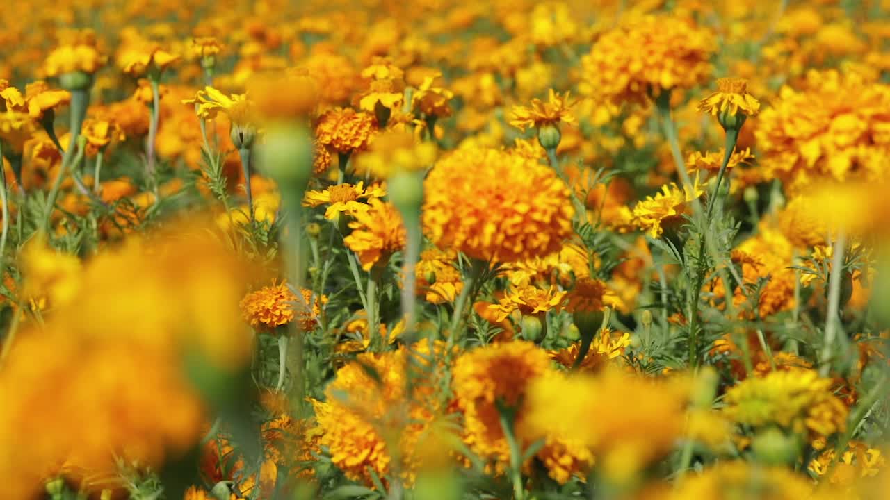 push-in video di una piantagione di fiori di marigold nel giorno della stagione di celebrazione dei morti