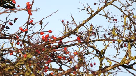 Rotdrossel-Vogel-Gehockt-Hagebutten-Beere-Busch-Zeitlupe-Statisch-Schuss-Tier-Red