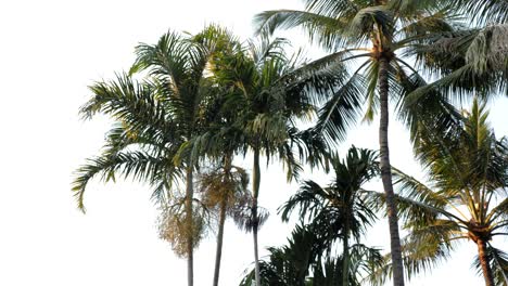 Sunset-palm-trees-slow-motion-swaying-in-breeze,-low-light,-with-birds-and-bats-flying-in-background