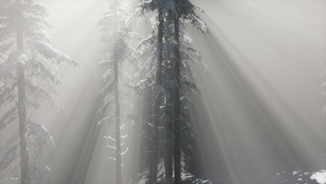 misty fog in pine forest on mountain slopes