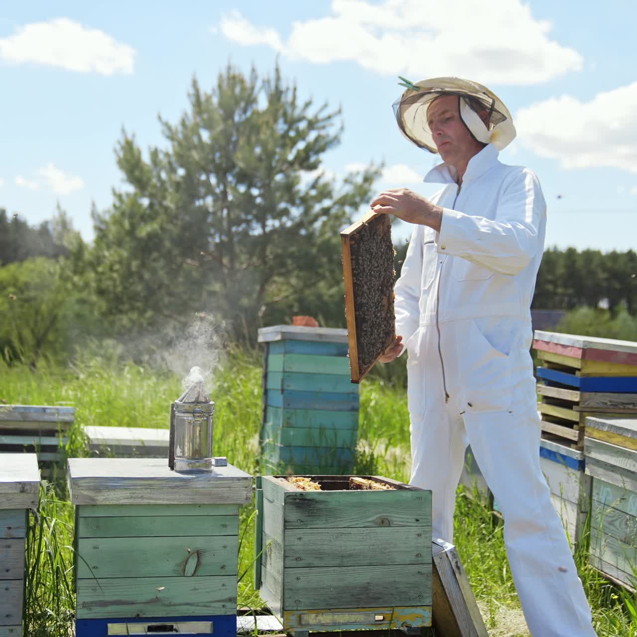Professional apiarist examining bees on apiary in the meadow. Beekeeper in white suit works near wooden hives among nature in summer