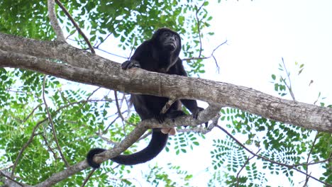 a magnificent specimen of a mantled howler monkey , resting on a branch, looking around