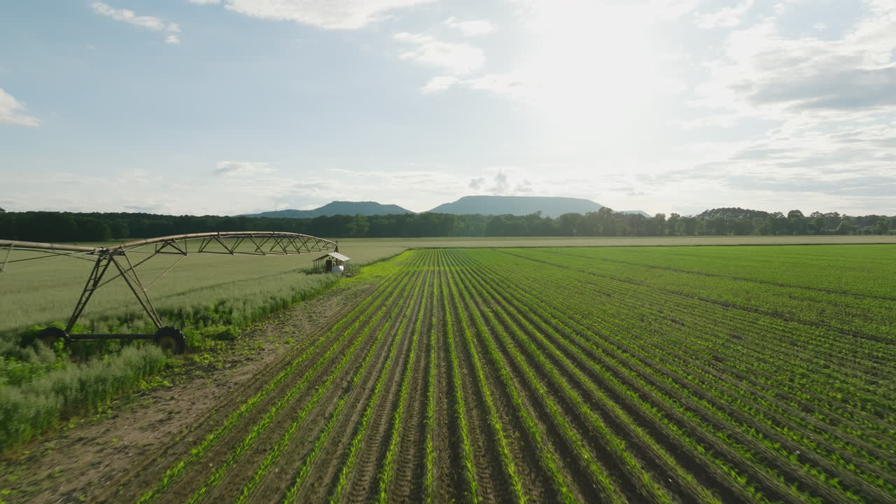 sistema de riego regando los cultivos en un campo soleado en dardanelles, arkansas, vista por avión no tripulado