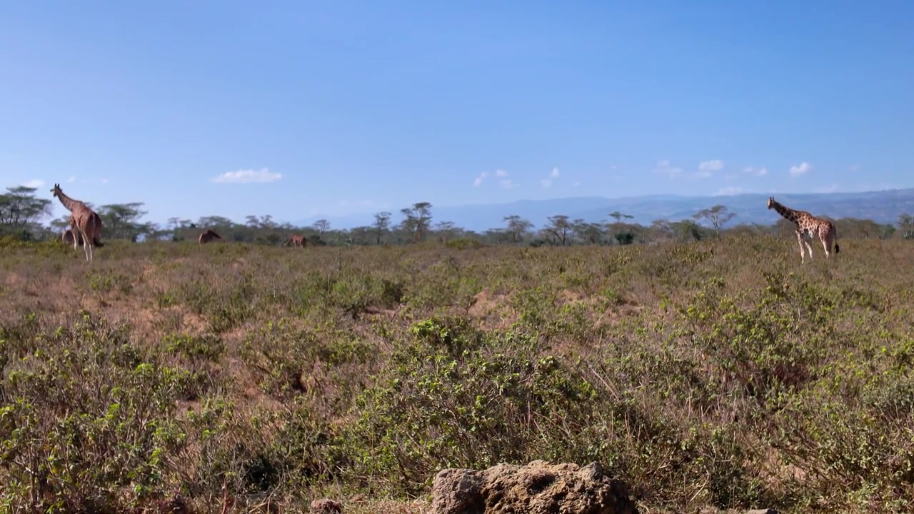 Ripresa panoramica di una giraffa africana che pascola nel Lago Nakuru, in una giornata di sole in Kenya.
