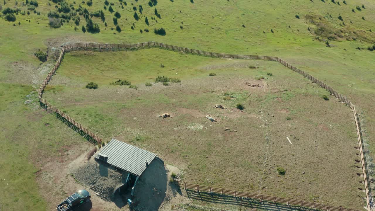 Animali morti giacciono nel ranch sulla collina in una giornata di sole