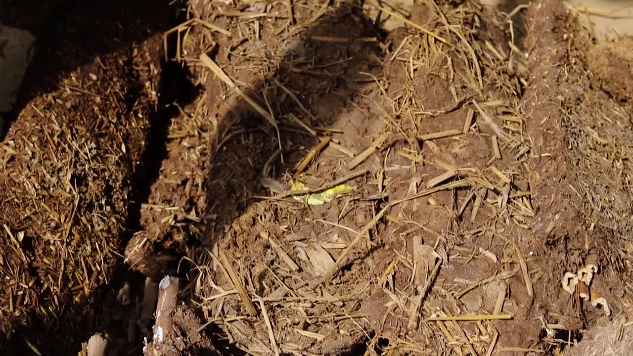 dunk de vaca para uso doméstico de fósiles en casa.