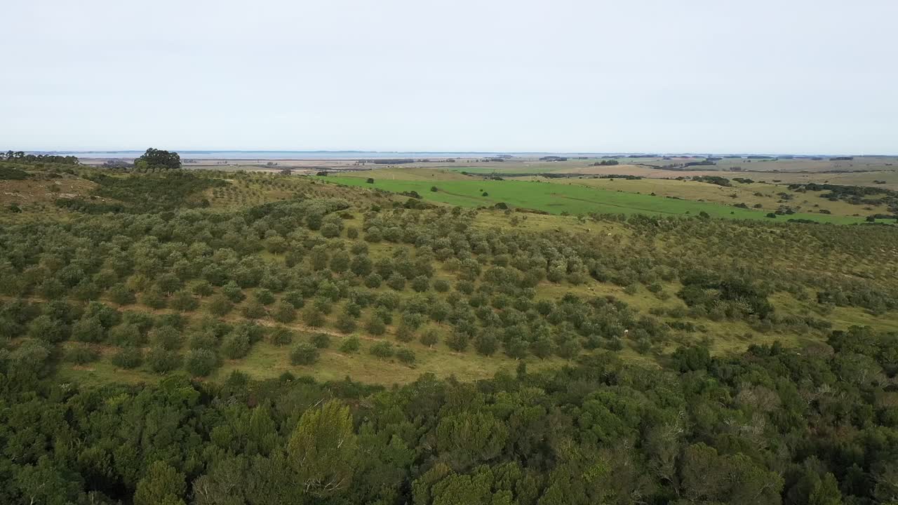 드론이 올리브 나무 위를 낮게 날아다니며 남아메리카의 농장