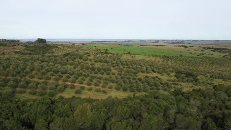 drone volando bajo sobre olivos granja agrícola en américa del sur