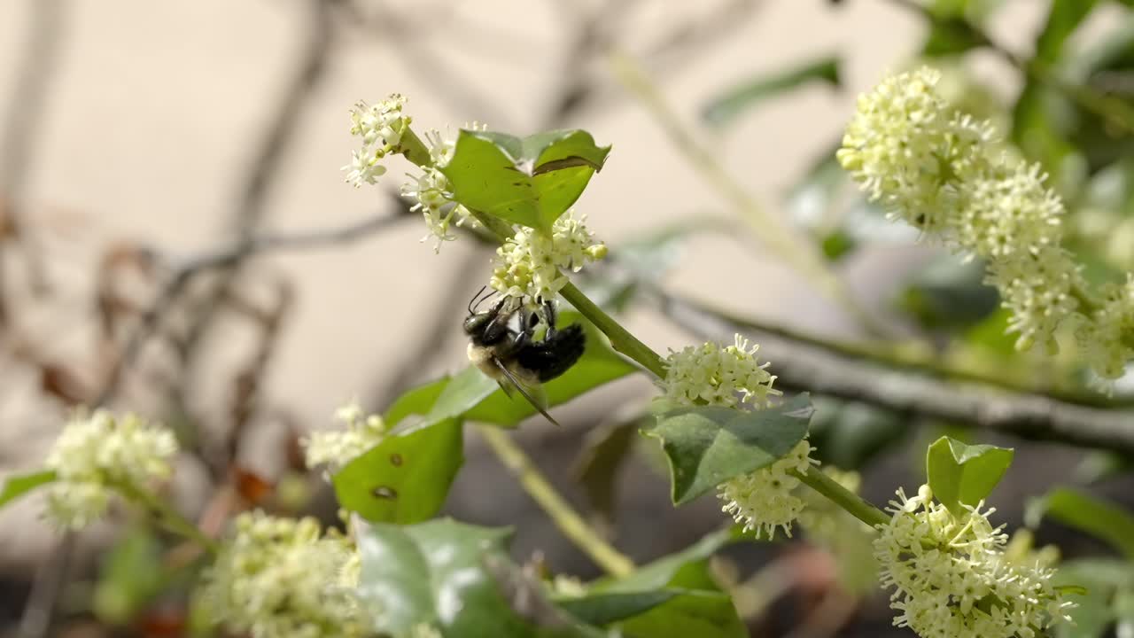 Carpenter Bee Feeding on Spiky White Flower in Natural Setting