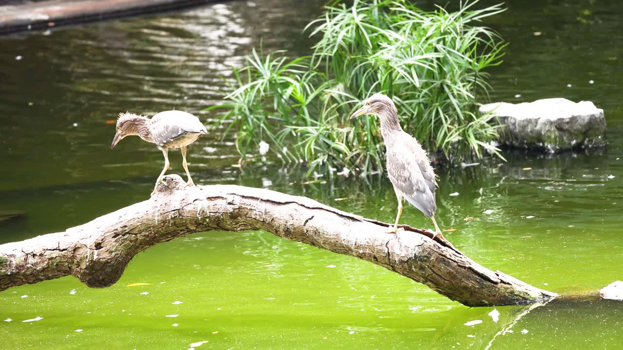 две молодые героны, сидящие на ветке