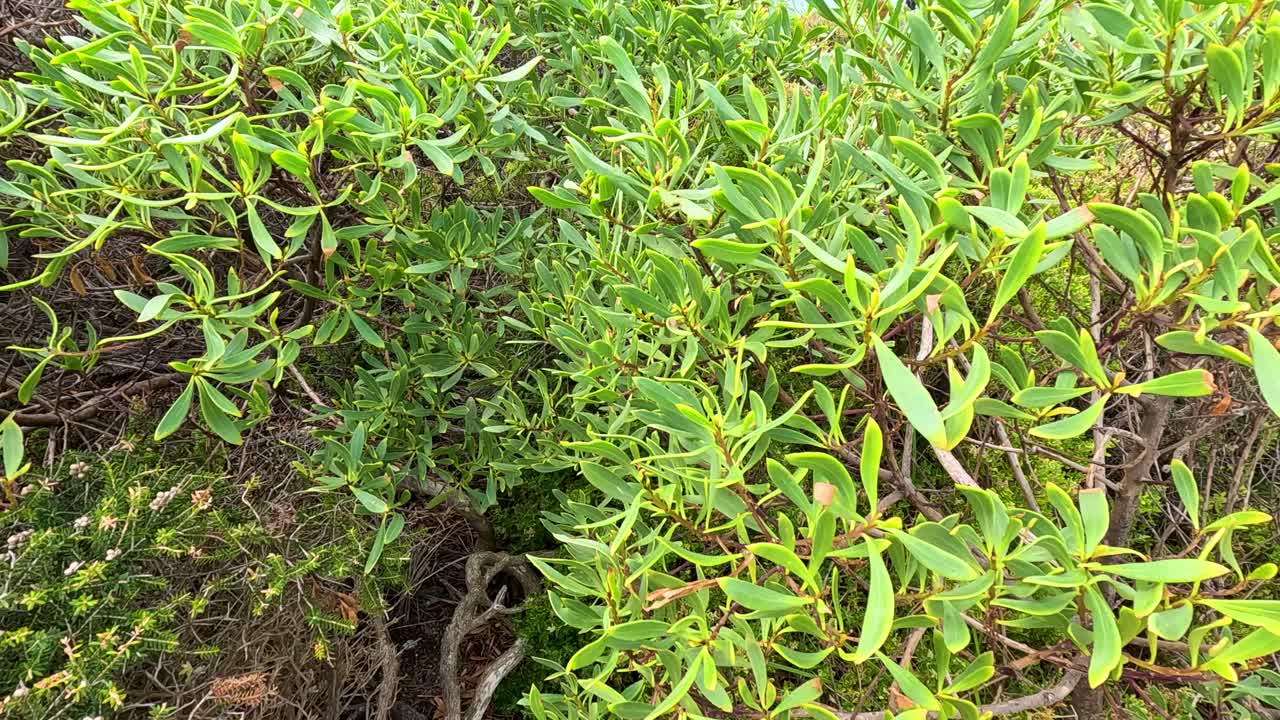 Lush green foliage in Aireys Inlet, Victoria